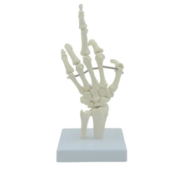 Dropship Strane Kosti Ruky, Kostra Model pre Anatómie Ukazuje Kĺbové Spoje Prsty, Zápästie